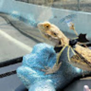 Meet your Posher, Debbie